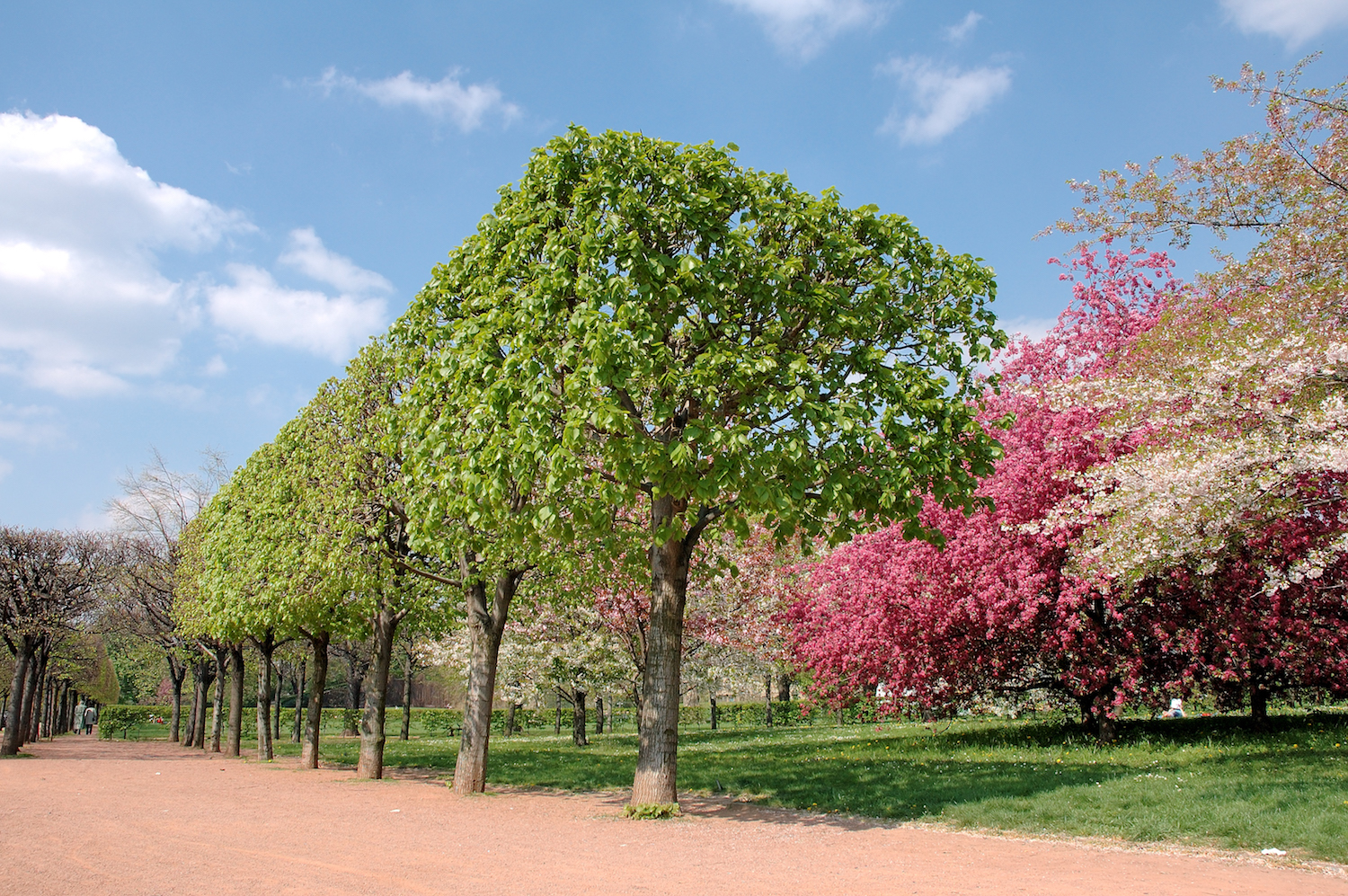 Frühling am Dresdner Elbufer