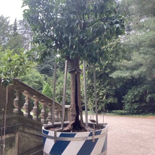 Botanische Superlative im Schlosspark Pillnitz